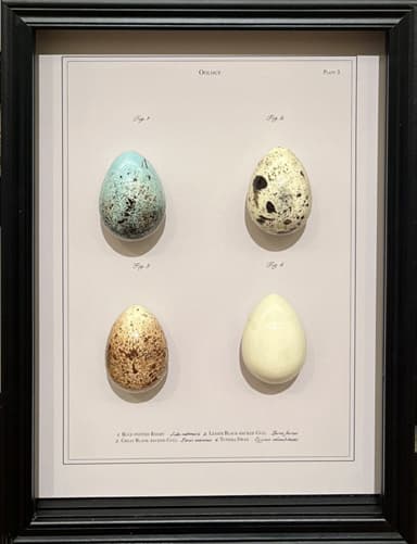 Karolina Rojas, Oology Series, Plate 6